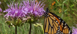 butterfly resting on purple wildflower